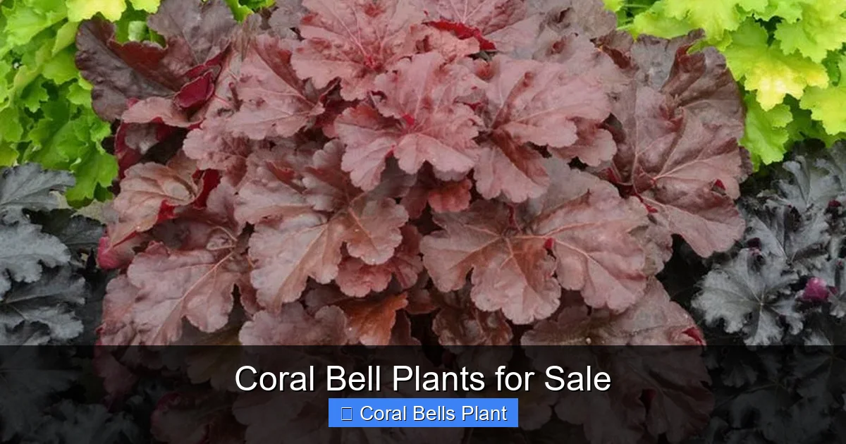Coral Bell Plants for Sale
