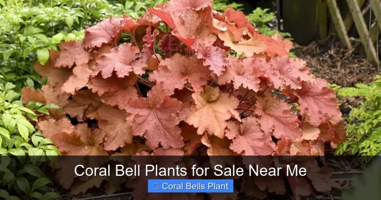 Coral Bell Plants for Sale Near Me