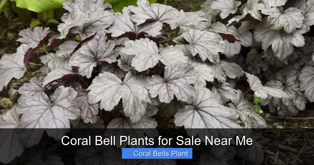 Coral Bell Plants for Sale Near Me