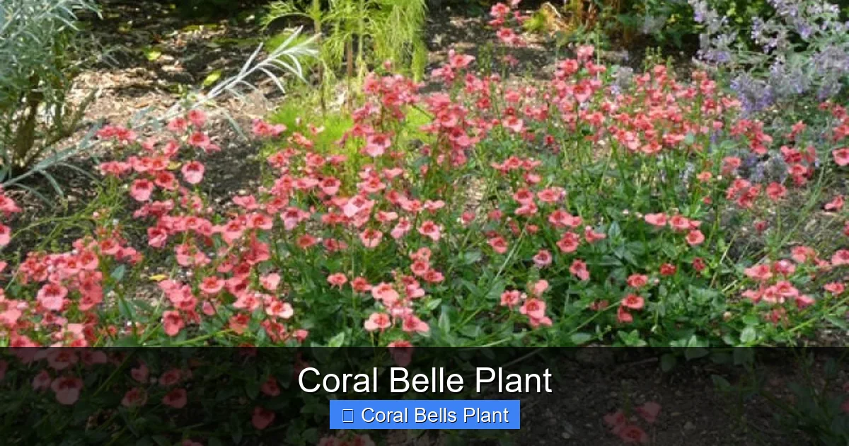Coral Belle Plant
