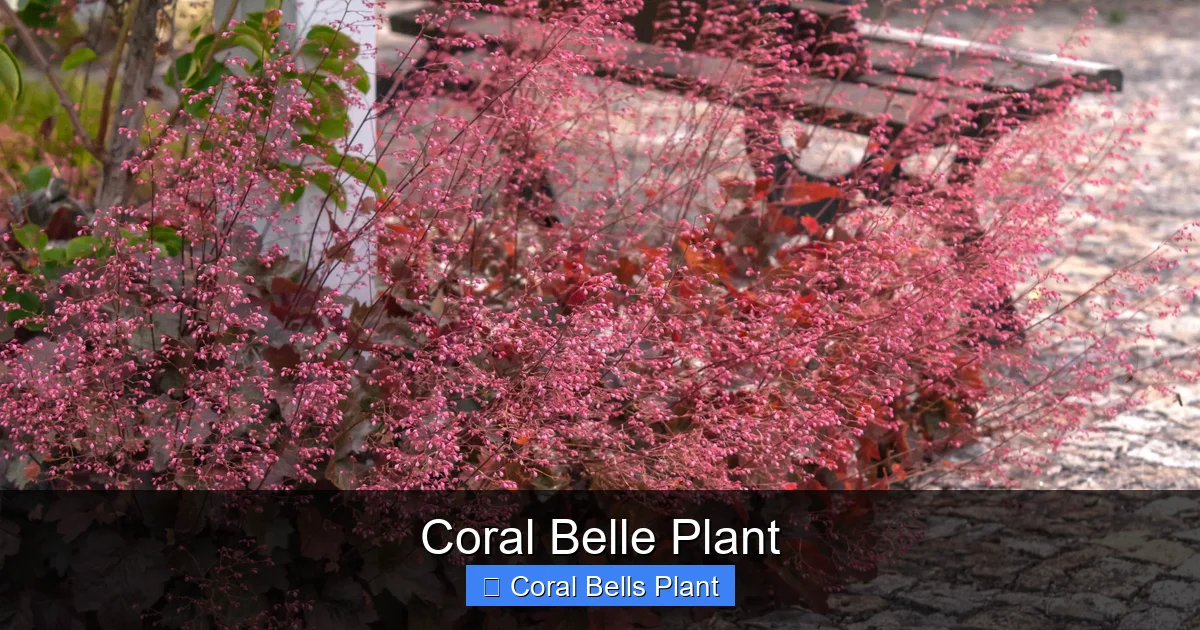 Coral Belle Plant