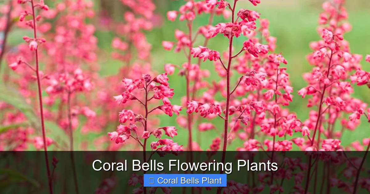 Coral Bells Flowering Plants