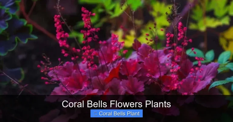 Coral Bells Flowers Plants