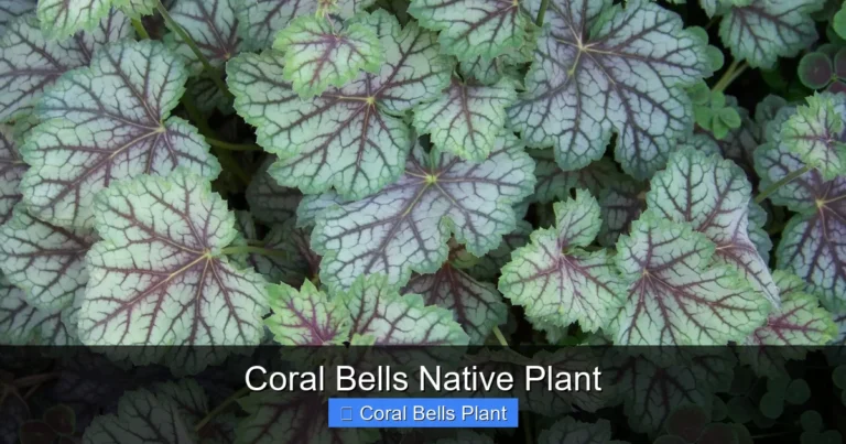 Coral Bells Native Plant