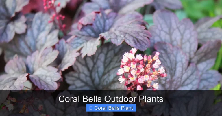 Coral Bells Outdoor Plants