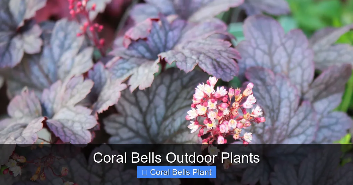 Coral Bells Outdoor Plants