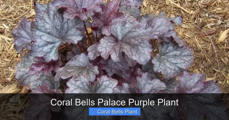 Coral Bells Palace Purple Plant