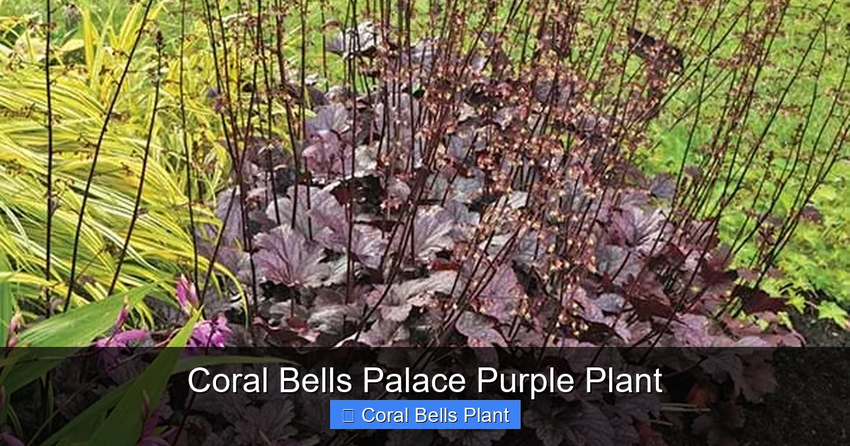 Coral Bells Palace Purple Plant