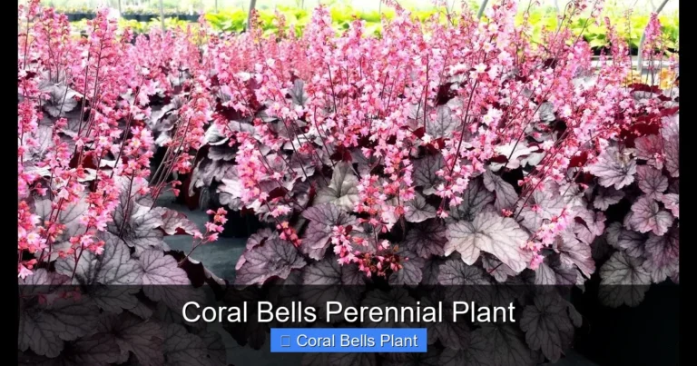 Coral Bells Perennial Plant
