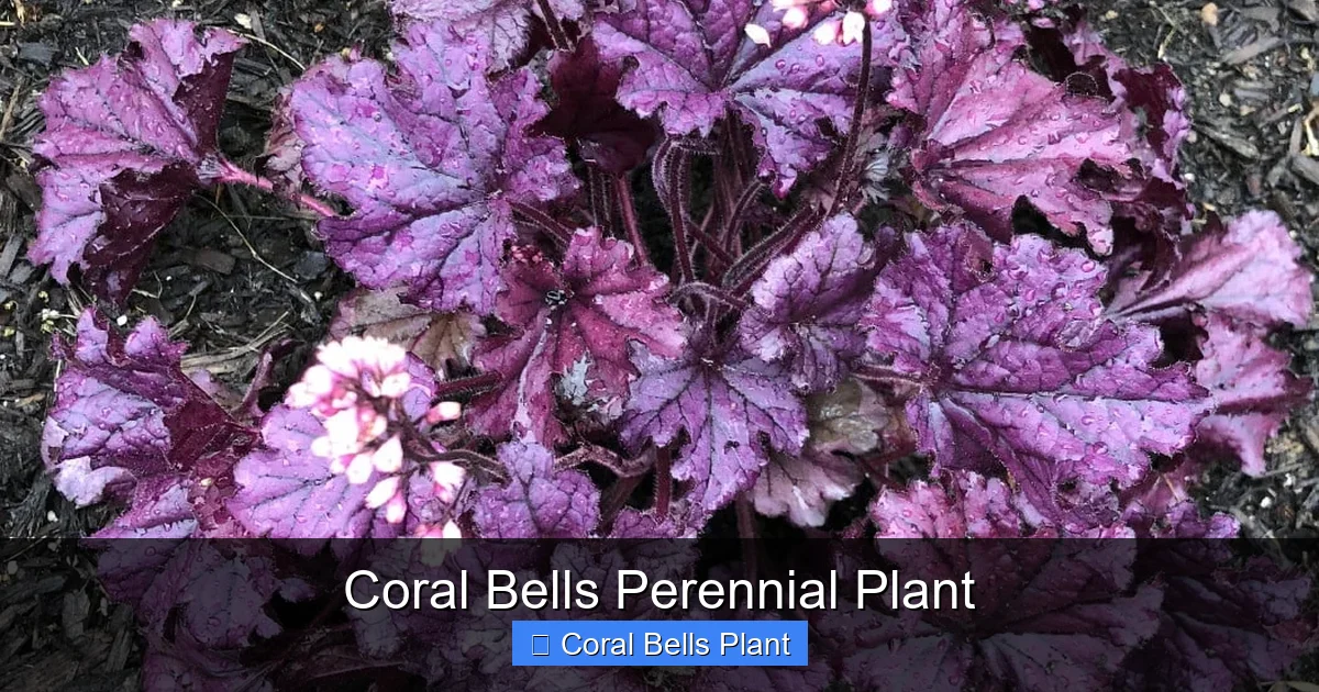 Coral Bells Perennial Plant