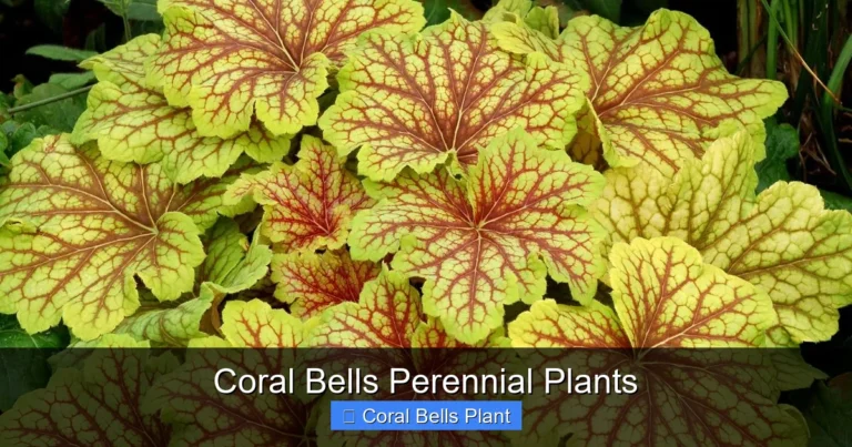 Coral Bells Perennial Plants