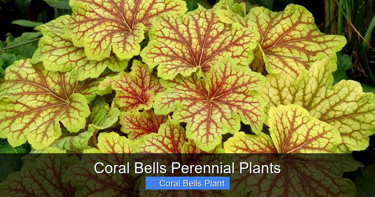 Coral Bells Perennial Plants