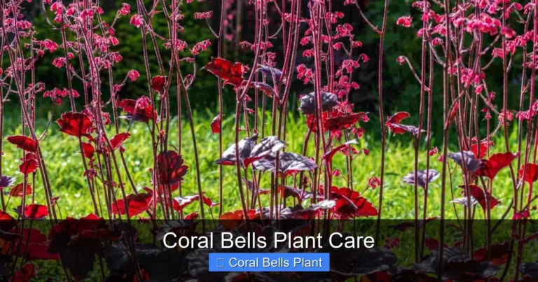 Coral Bells Plant Care