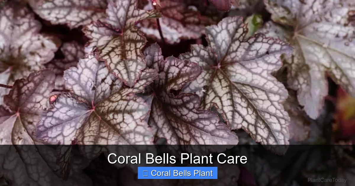 Coral Bells Plant Care