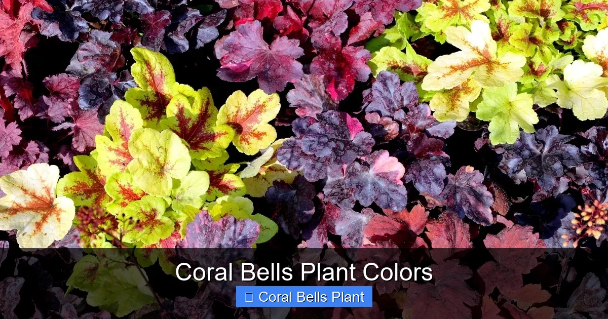 Coral Bells Plant Colors