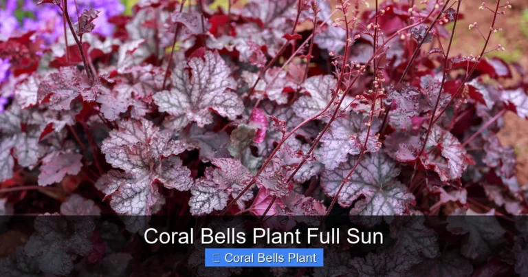 Coral Bells Plant Full Sun