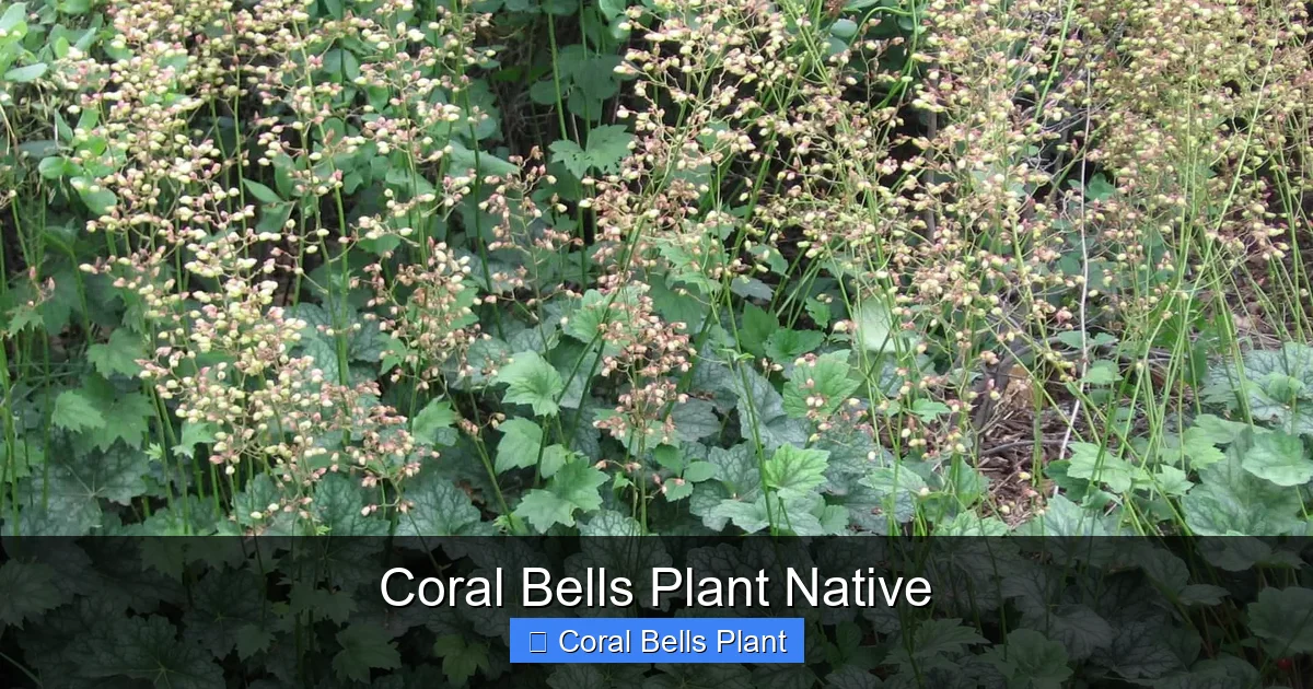 Coral Bells Plant Native