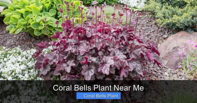 Coral Bells Plant Near Me