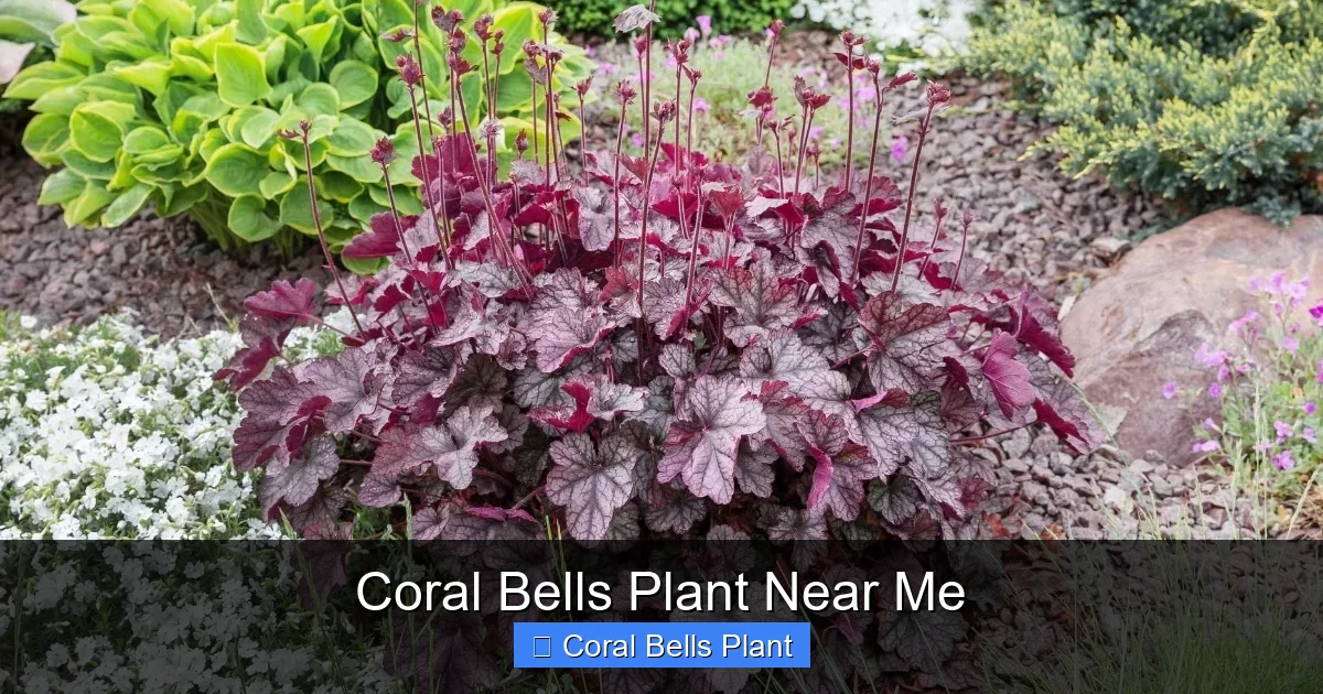 Coral Bells Plant Near Me