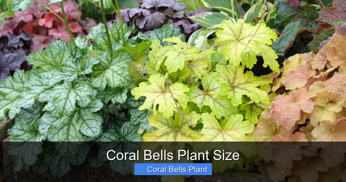 Coral Bells Plant Size