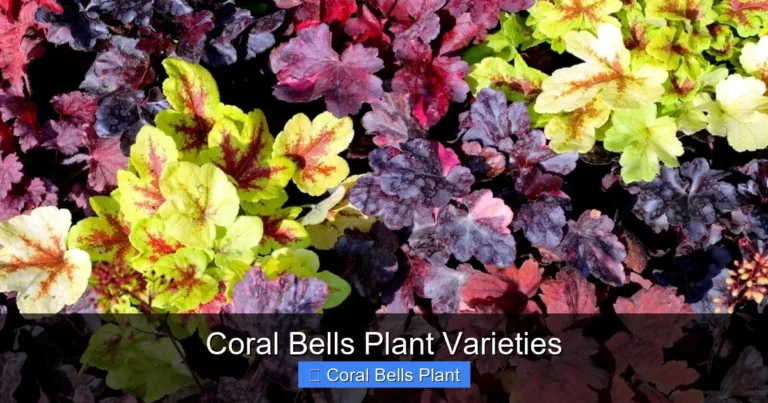 Coral Bells Plant Varieties