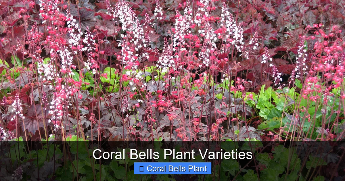 Coral Bells Plant Varieties