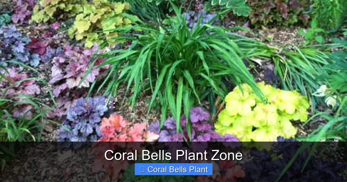 Coral Bells Plant Zone