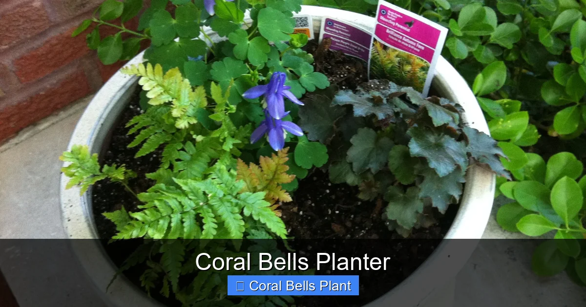 Coral Bells Planter