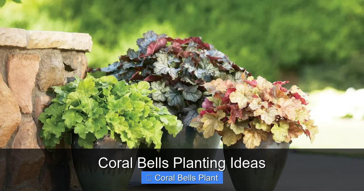 Coral Bells Planting Ideas