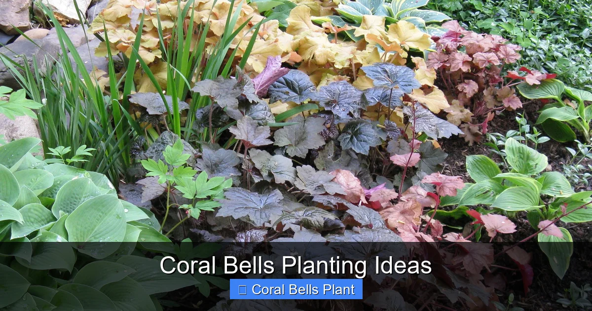 Coral Bells Planting Ideas