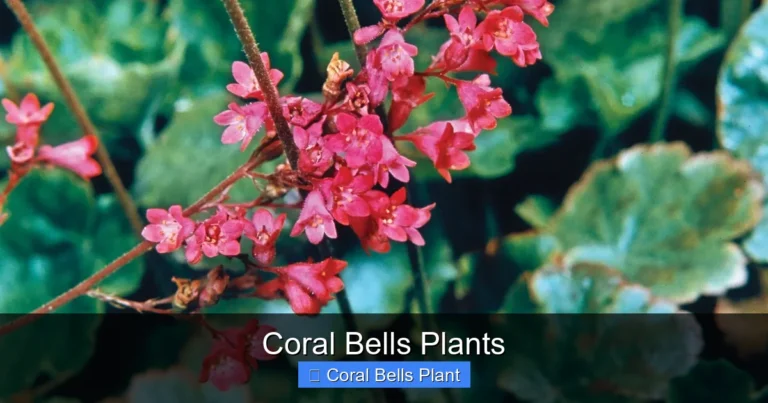 Coral Bells Plants