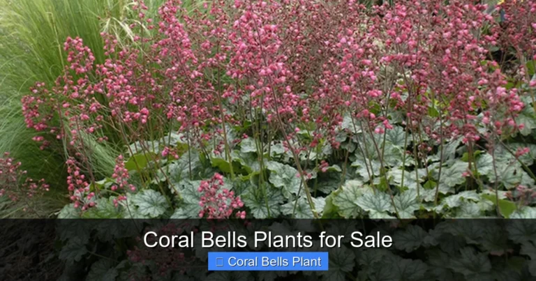 Coral Bells Plants for Sale