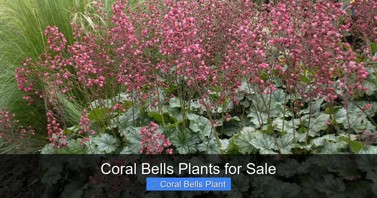 Coral Bells Plants for Sale