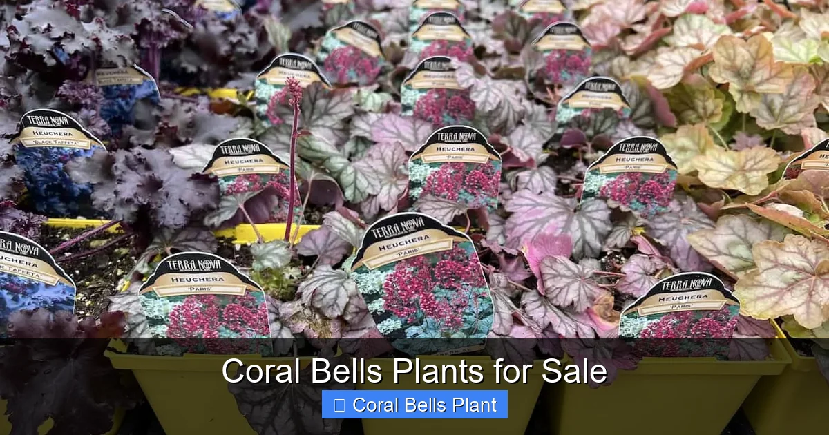 Coral Bells Plants for Sale