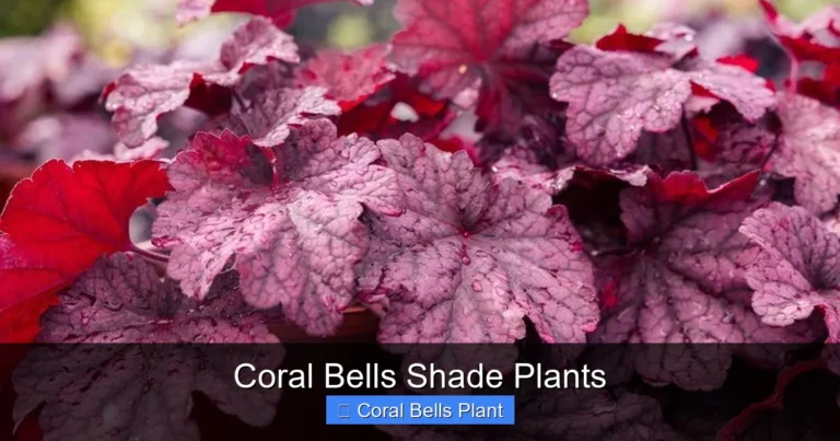 Coral Bells Shade Plants