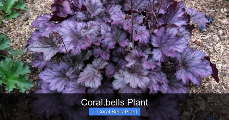 Coral.bells Plant