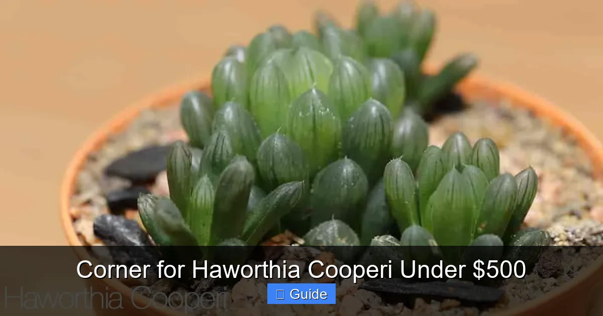 Corner for Haworthia Cooperi Under $500