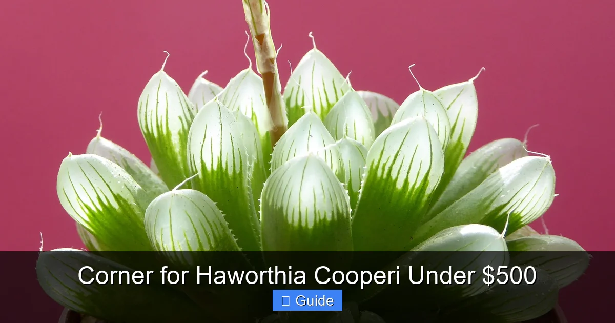 Corner for Haworthia Cooperi Under $500
