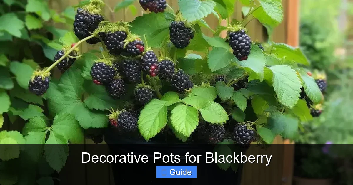Decorative Pots for Blackberry