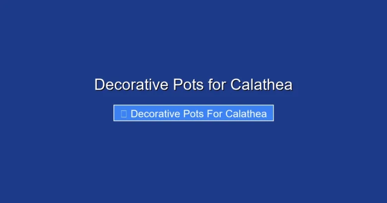 Decorative Pots for Calathea