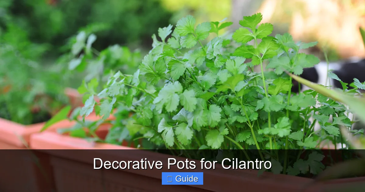 Decorative Pots for Cilantro