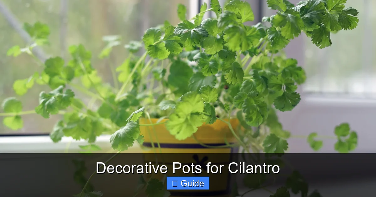 Decorative Pots for Cilantro