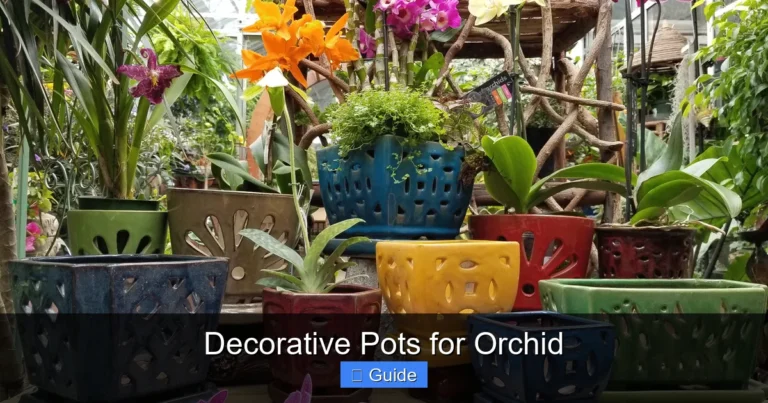 Decorative Pots for Orchid