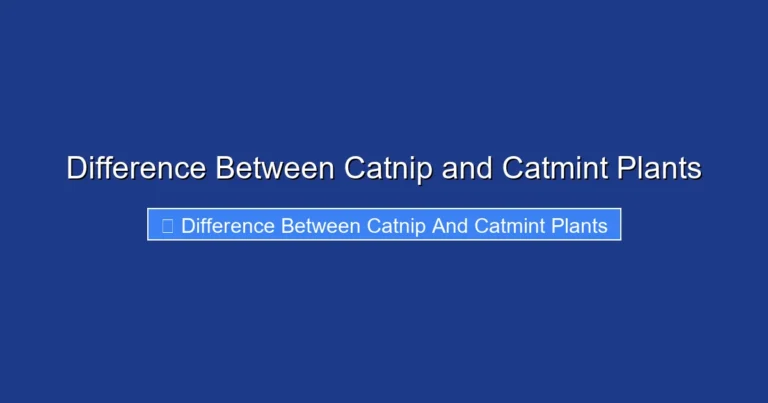 Difference Between Catnip and Catmint Plants