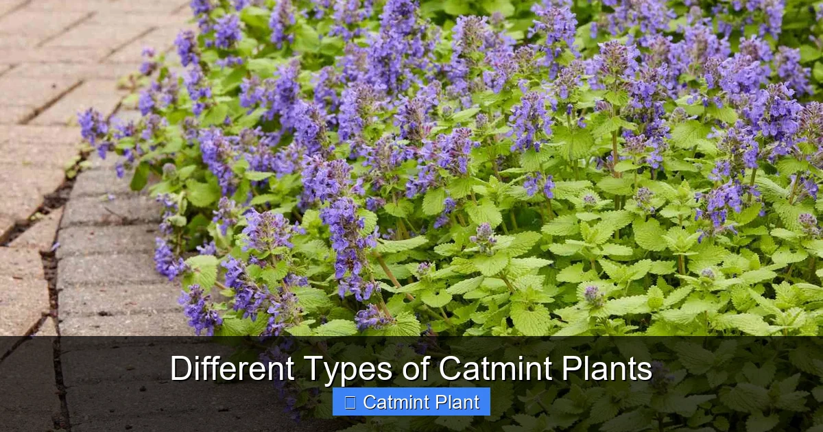 Different Types of Catmint Plants