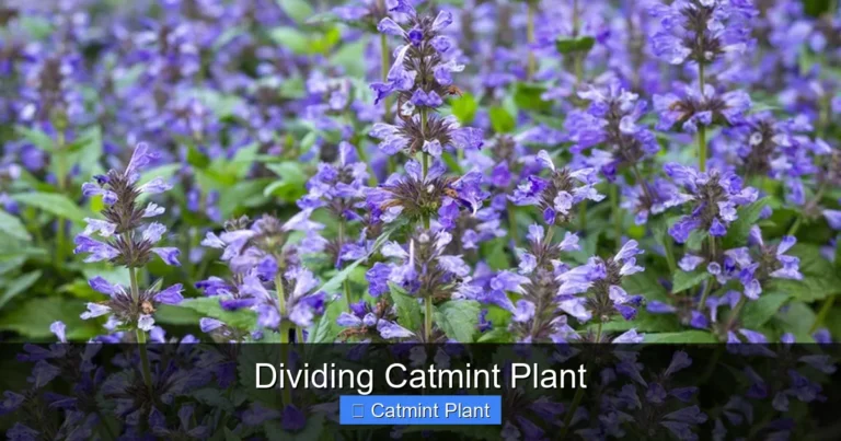 Dividing Catmint Plant