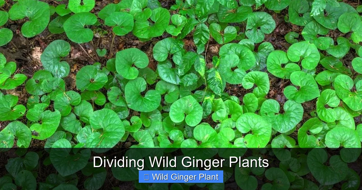 Dividing Wild Ginger Plants