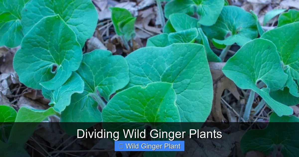 Dividing Wild Ginger Plants