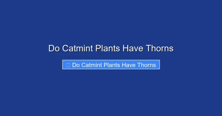 Do Catmint Plants Have Thorns