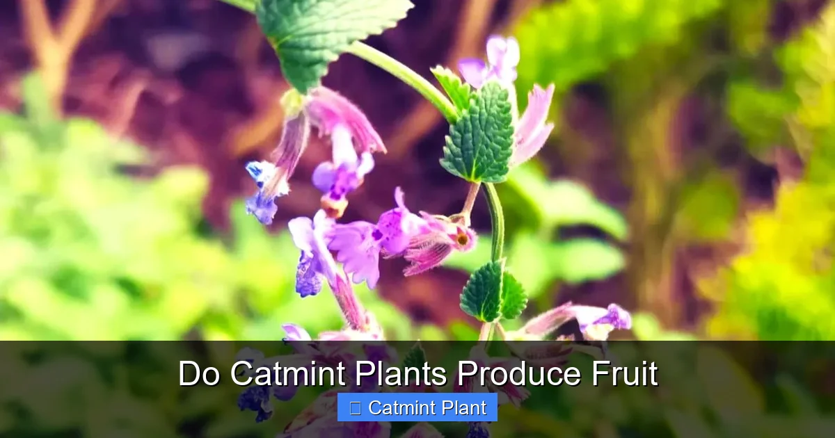 Do Catmint Plants Produce Fruit